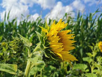 Close-up of yellow flowering plant on field