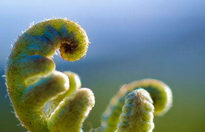 Close-up of flowering plant