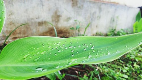 Close-up of water drops on leaf