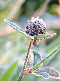 Close-up of frost on plant