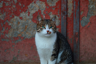 Close-up portrait of tabby cat against wall