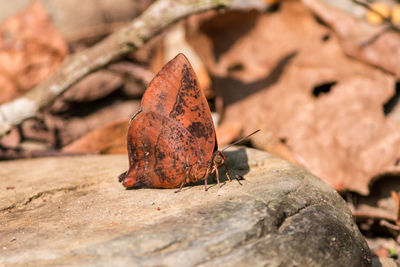 Close-up of dry leaf on rock