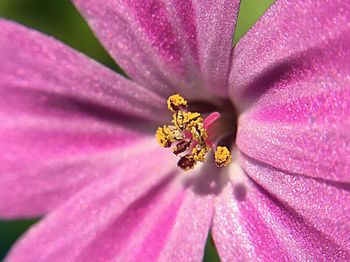 Close-up of pink flower