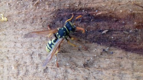 Close-up of insect on wood