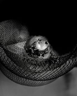 Close-up portrait of a insect