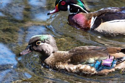 High angle view of duck swimming in lake