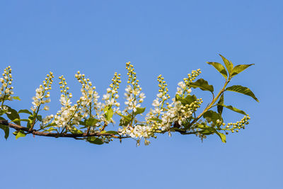 Low angle view of flowering plant against clear blue sky