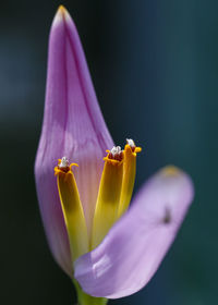 Close-up of purple crocus flower