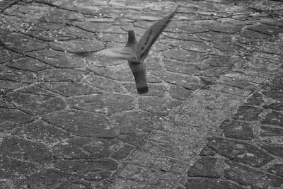 High angle view of seagull on footpath