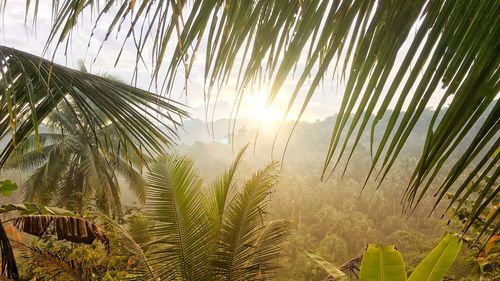 Close-up of palm tree against sky