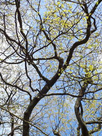 Low angle view of tree against clear sky