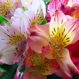 Close-up of pink day