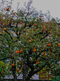 Low angle view of tree against sky