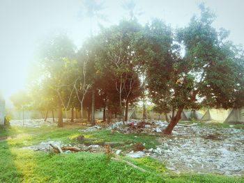Trees on field against sky