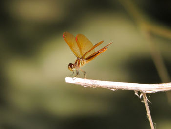 Close-up of orange dragonfly on twig