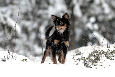 Dog standing on snow covered field