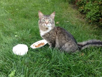 Portrait of cat with food on grassy field