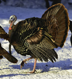 Wild turkey on snow covered field