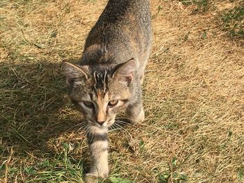 Portrait of cat