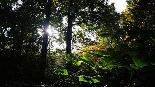 Sun shining through trees