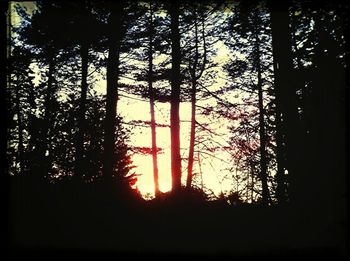 Silhouette of trees at sunset