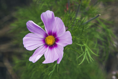 Close-up of purple flower