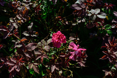 Close-up of pink flowering plants