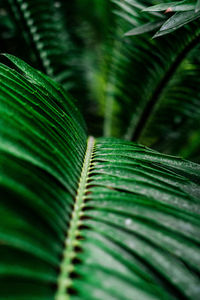 Close-up of fern leaves