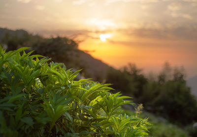 Plants growing on land against sky during sunset