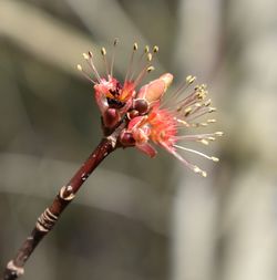 Close-up of flower bud