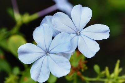 Close-up of white flowers blooming outdoors