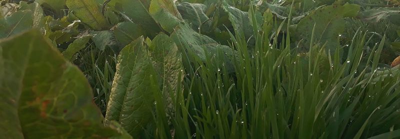 Close-up of wet crops on field