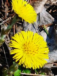 High angle view of yellow flowering plant