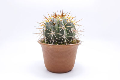 Close-up of cactus plant in pot
