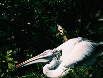 Spoonbill perching on tree