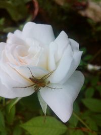 Close-up of white flower