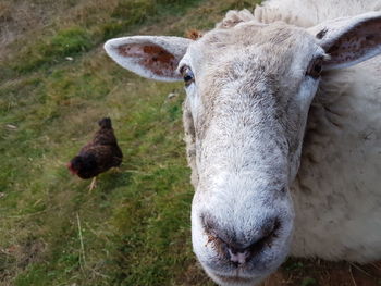 Close-up of sheep on field