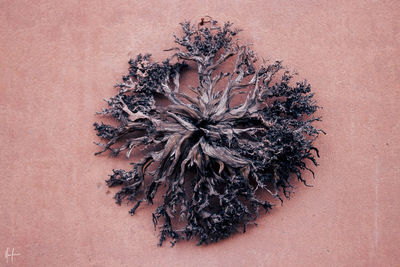 Close-up of dried plant against wall