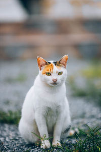 Portrait of cat sitting outdoors