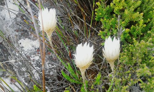 Close-up of white crocus in grass