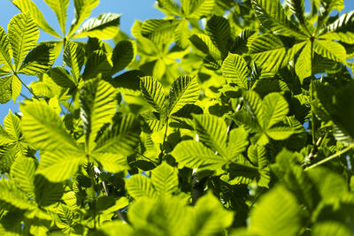 Chestnut leaves against sky. green leaves and blue sky. details of nature in summer. chestnut tree.