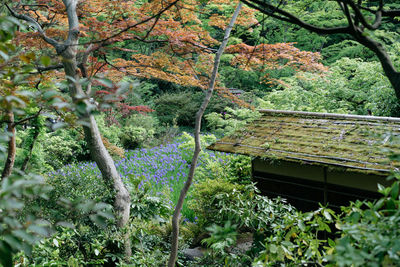 Trees and plants growing on roof