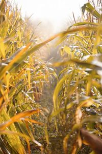 Close-up of wheat field