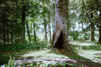 View of trees in forest