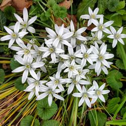 Close-up of white flowering plants