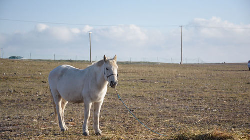 Horse standing in ranch against sky
