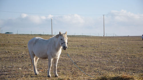 Horse standing in ranch against sky