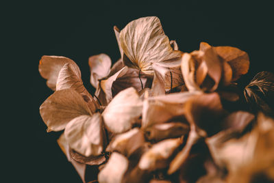 Close-up of dried plant against black background