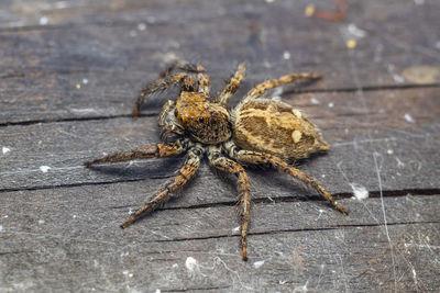 Close-up of spider on wood