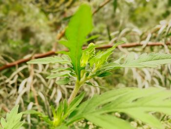 Close-up of fresh green plant